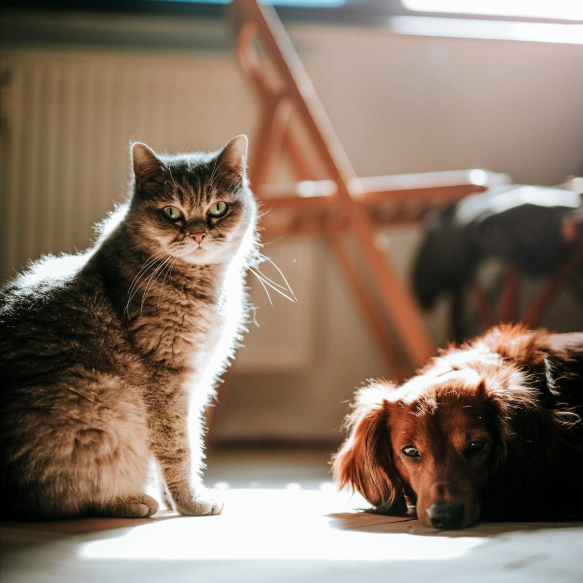 Odor removal services in Kingman, AZ Odor removal services in Kingman, AZ