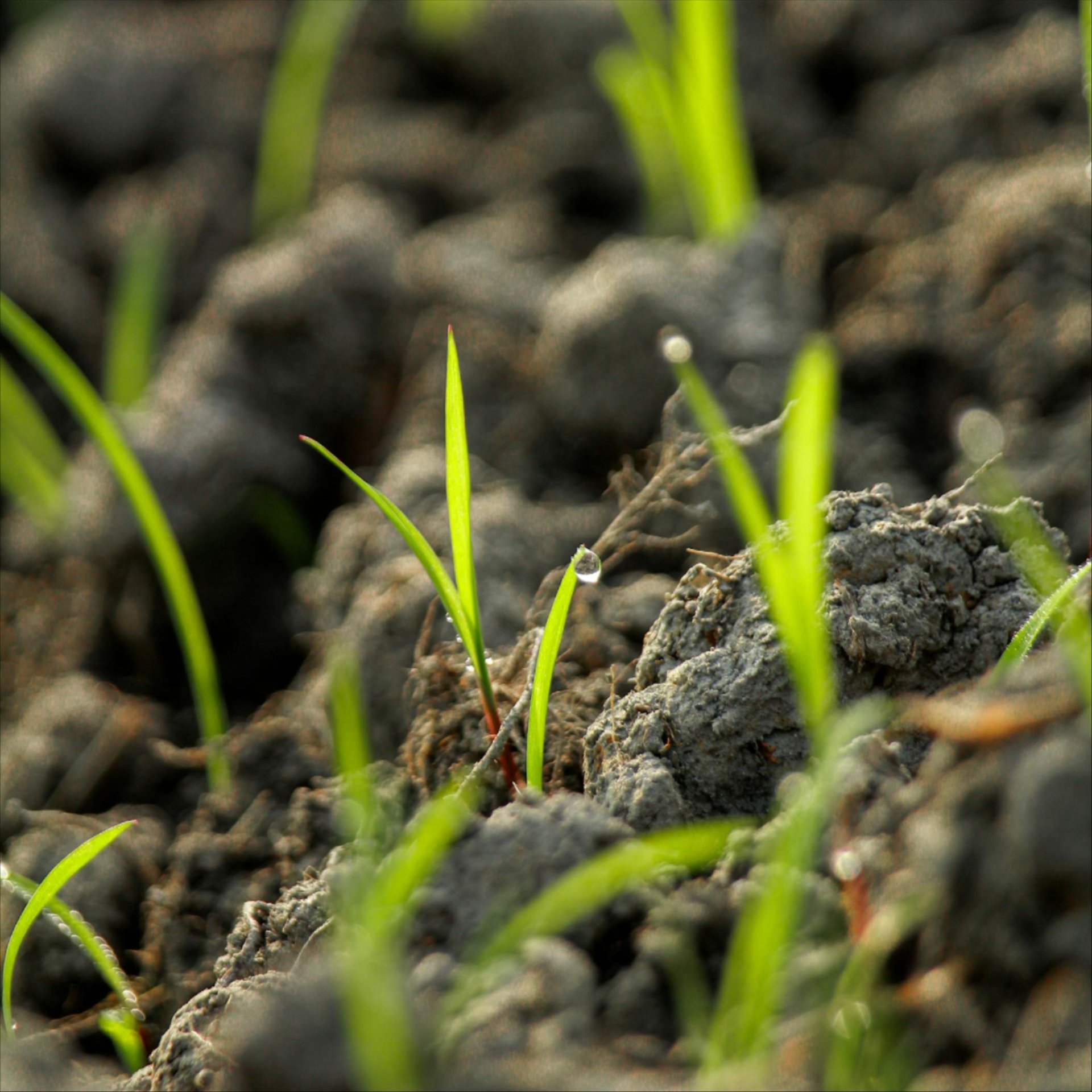 Sodding and reseeding Services in Lansing, MI