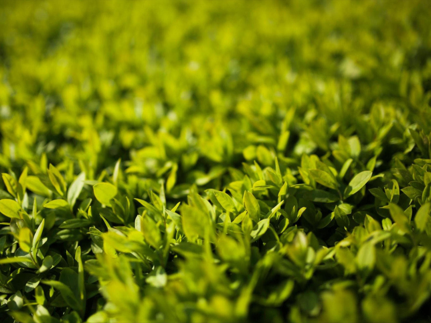 Plant Care Services in Lansing, MI