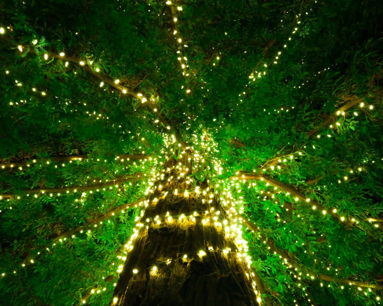Holiday lighting Services in Lansing, MI