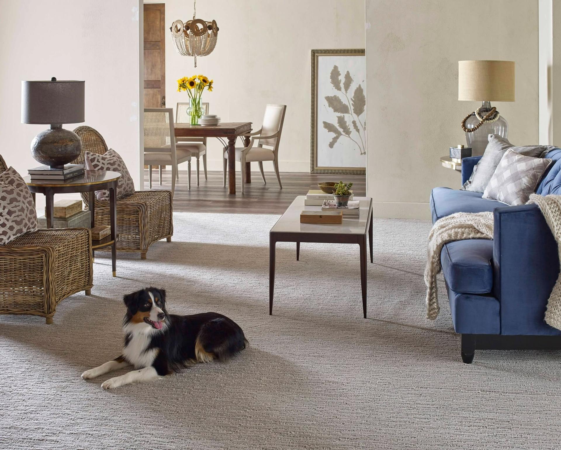 Professional installed carpet in Plant City, FL | Stellar Floor Covering Professional installed carpet in Plant City, FL | Stellar Floor Covering