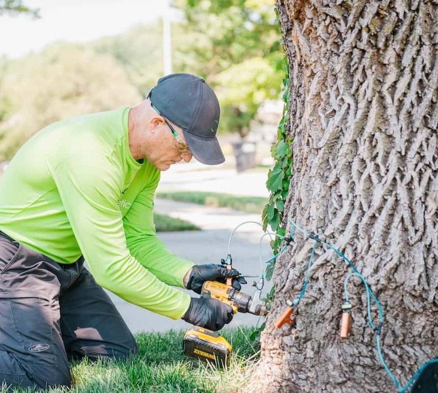Professional Tree Health Care Services in Omaha, NE