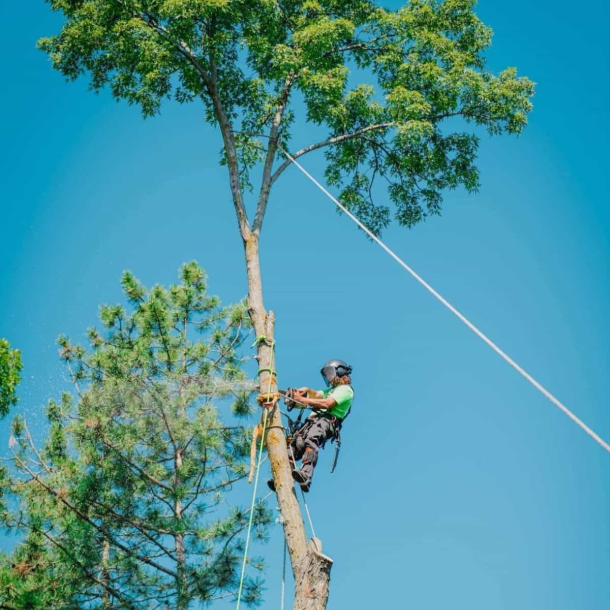 Professional Arborist Tree Services in Omaha, NE