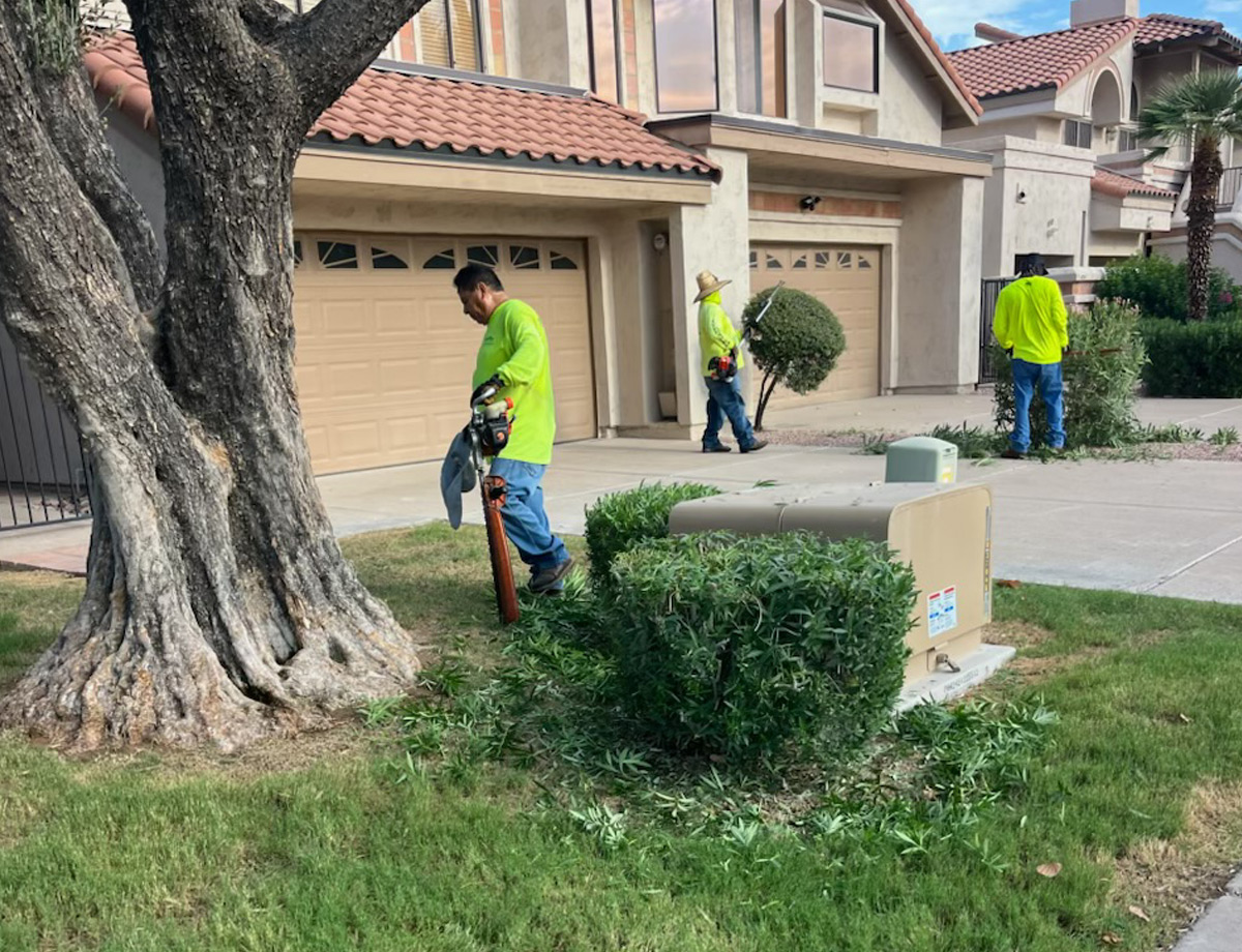 TerraPro crew trimming shrubs in a front yard beside a home's garage, under a mature tree TerraPro crew trimming shrubs in a front yard beside a home's garage, under a mature tree