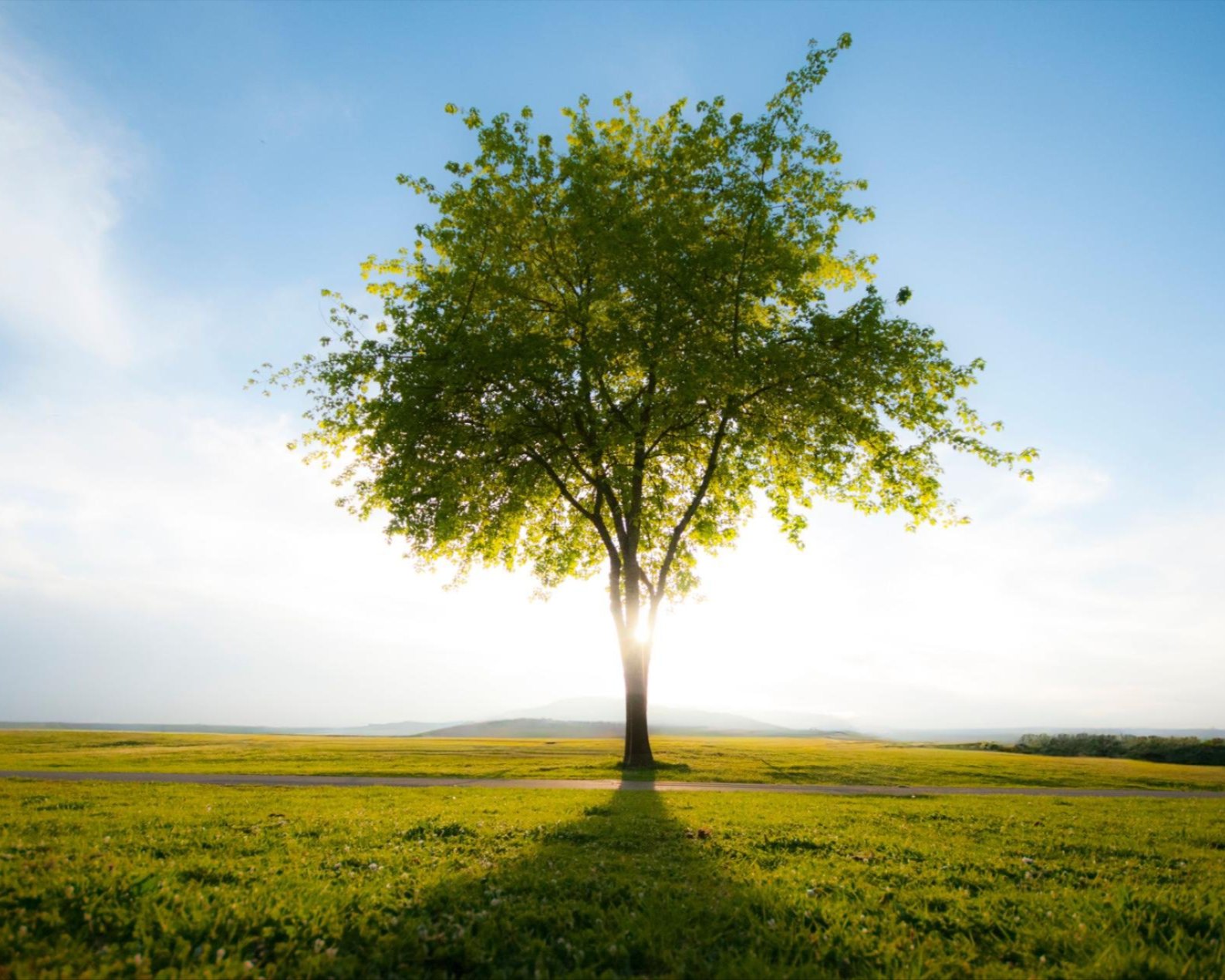 Single tree standing in an open grassy field under a blue sky Single tree standing in an open grassy field under a blue sky