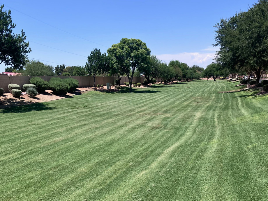 Wide HOA common-area lawn with fresh mowing stripes, framed by mature shade trees Wide HOA common-area lawn with fresh mowing stripes, framed by mature shade trees