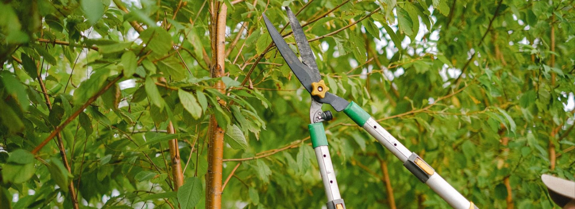 Hedge shears trimming new growth on a dense green shrub during routine maintenance