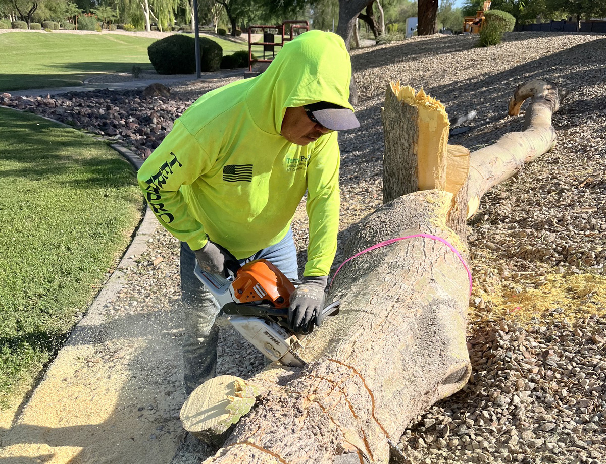 Crew member kneeling with a chainsaw to cut a felled trunk into sections beside a gravel path Crew member kneeling with a chainsaw to cut a felled trunk into sections beside a gravel path