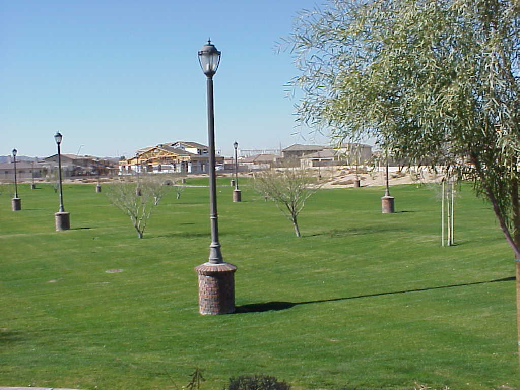Newly staked young trees and a lamppost standing on an open lawn at a Tempe community Newly staked young trees and a lamppost standing on an open lawn at a Tempe community