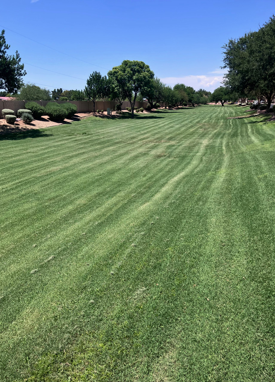 Wide HOA common-area lawn with fresh mowing stripes, framed by mature shade trees