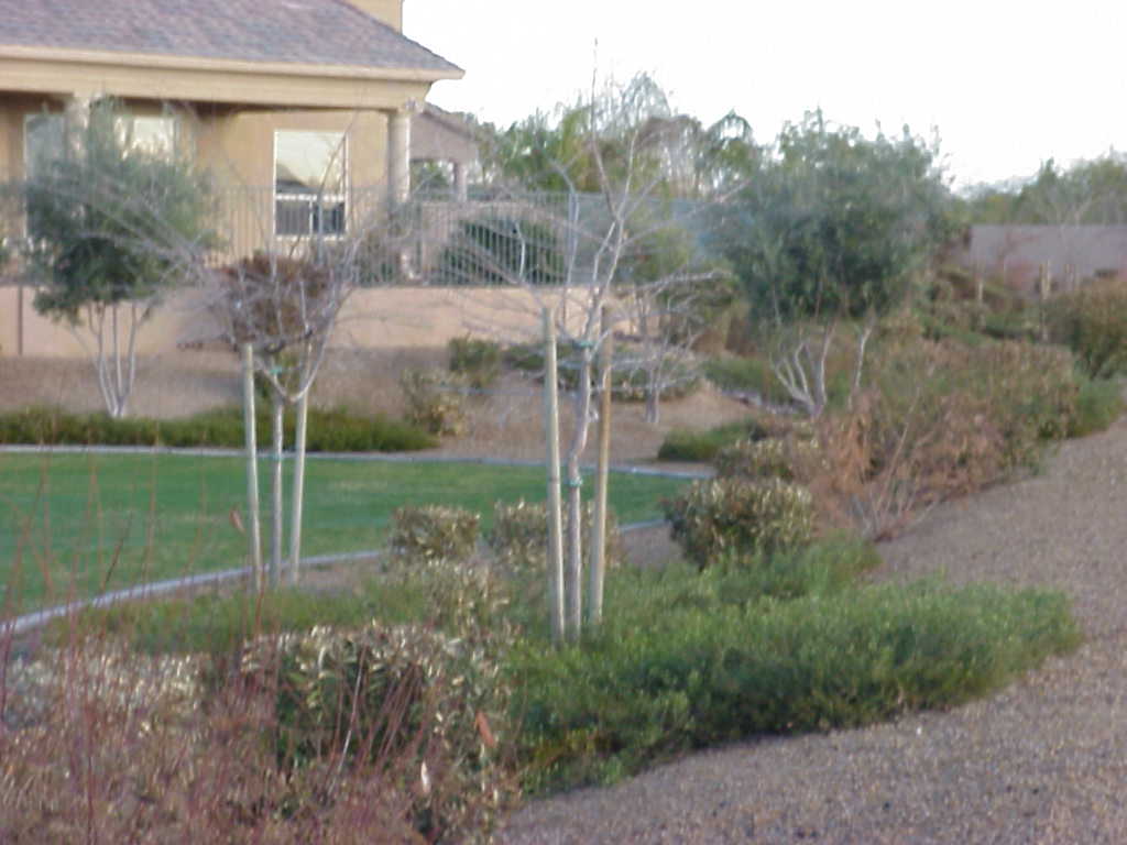 Young trees and desert shrubs planted in a gravel bed in front of an apartment building Young trees and desert shrubs planted in a gravel bed in front of an apartment building
