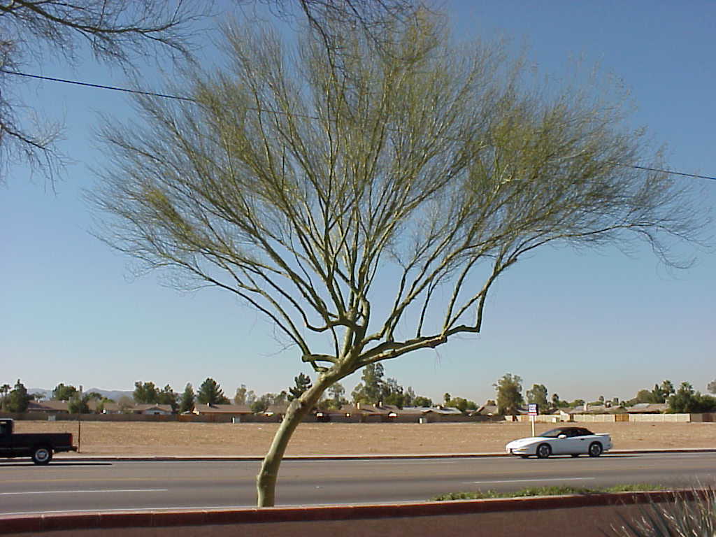 Mesquite tree freshly pruned to bare branches, standing beside a residential street Mesquite tree freshly pruned to bare branches, standing beside a residential street