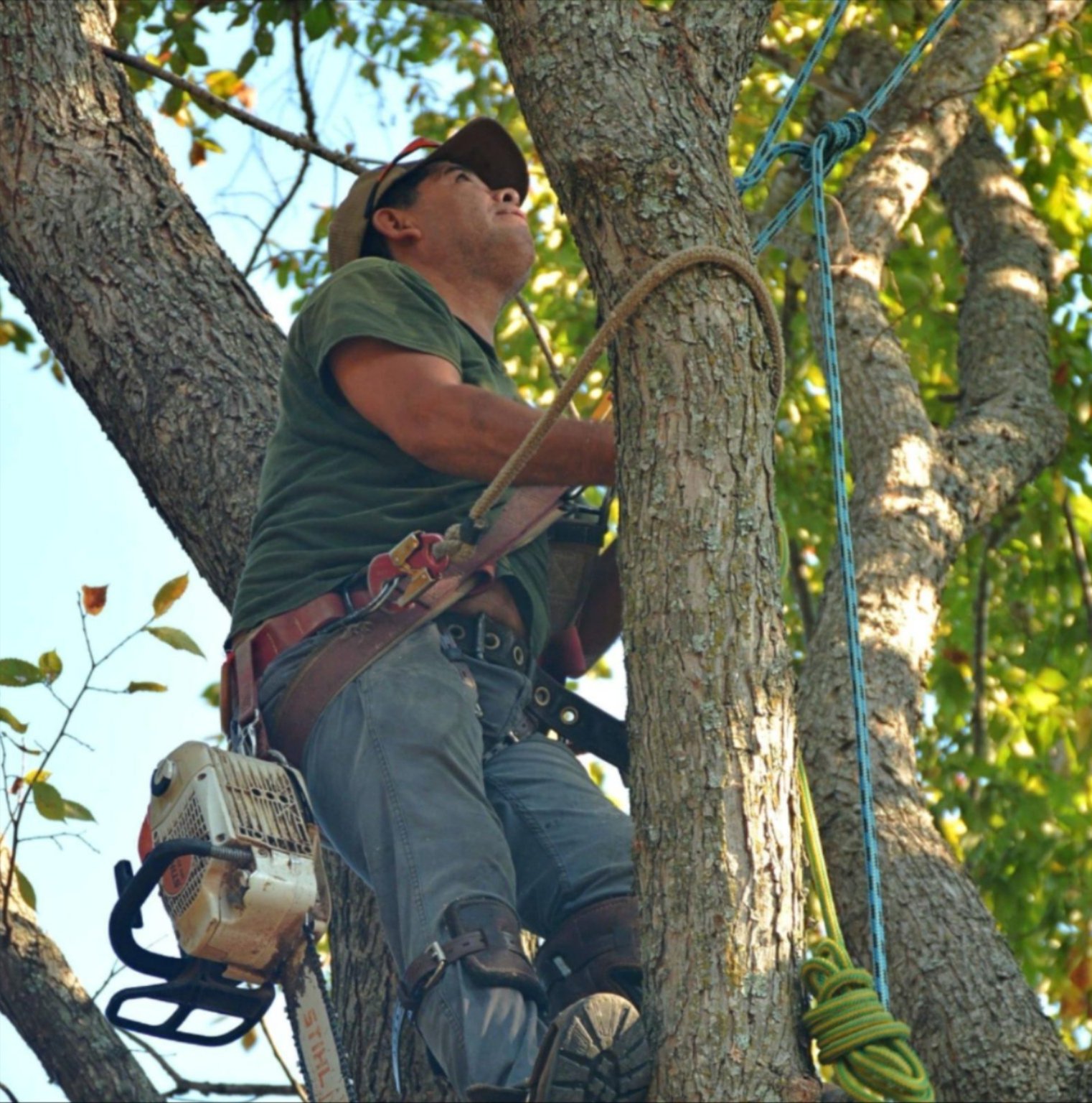 Arborist climbing a tree while performing tree trimming and pruning Arborist climbing a tree while performing tree trimming and pruning