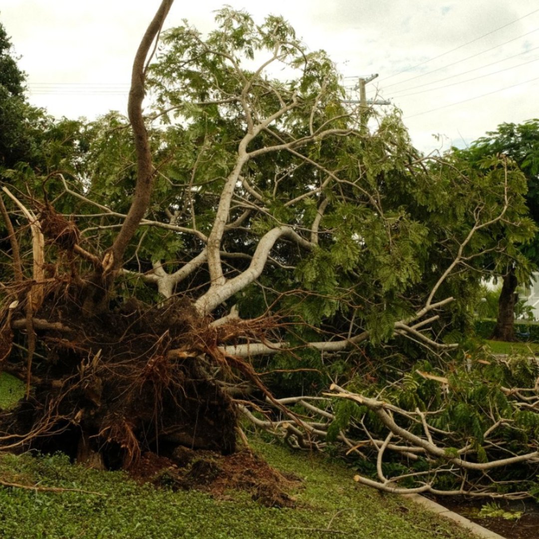 Storm-toppled tree lying across a community lawn with its root ball torn out of the ground Storm-toppled tree lying across a community lawn with its root ball torn out of the ground