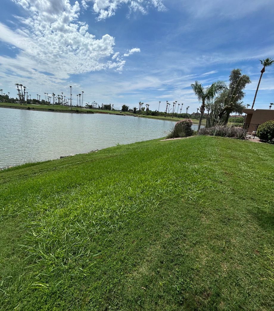 Green common-area lawn sloping down to a palm-lined community lake under a blue Phoenix sky Green common-area lawn sloping down to a palm-lined community lake under a blue Phoenix sky