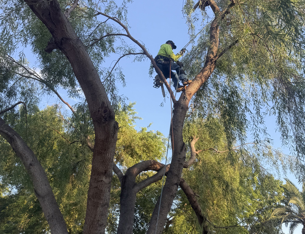 Arborist harnessed high in a mature tree canopy, pruning limbs above an HOA community Arborist harnessed high in a mature tree canopy, pruning limbs above an HOA community