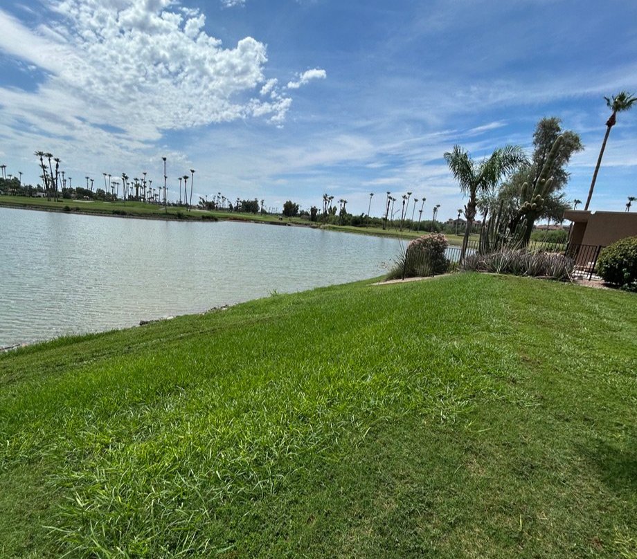 Green common-area lawn sloping down to a community lake lined with palm trees in Mesa