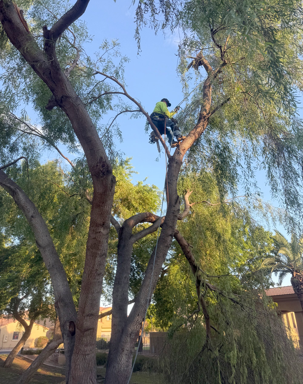 Arborist climbing a tree to perform pruning work Arborist climbing a tree to perform pruning work