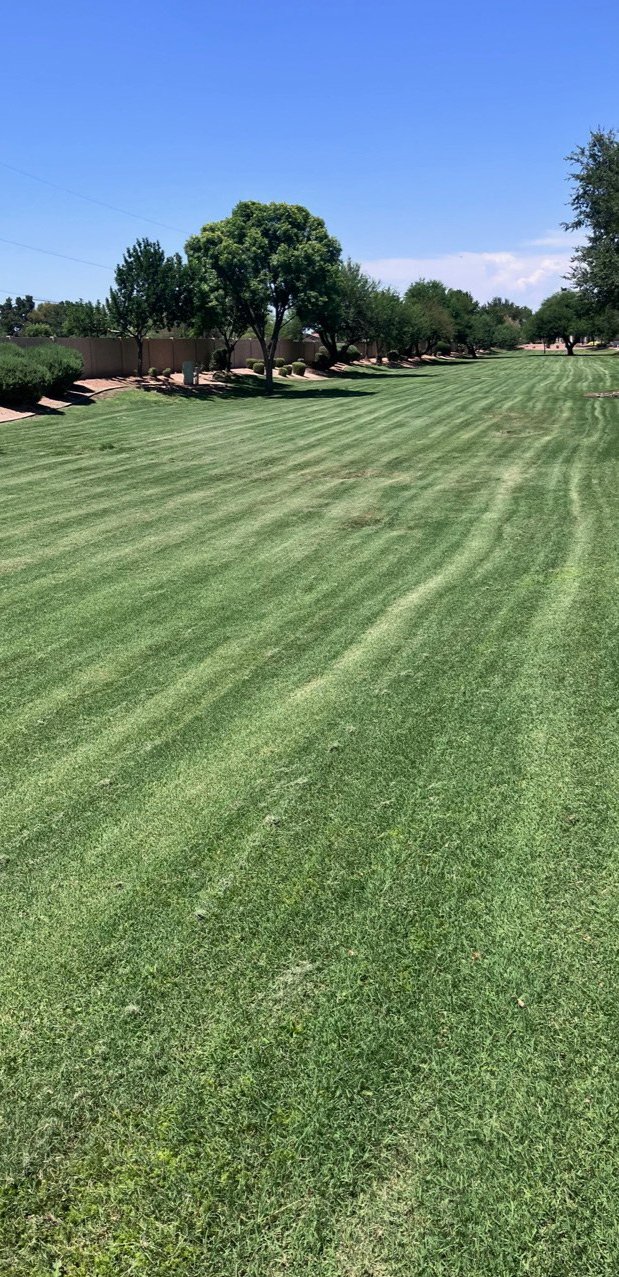 Broad HOA lawn with fresh mowing stripes, bordered by mature shade trees and rock beds Broad HOA lawn with fresh mowing stripes, bordered by mature shade trees and rock beds