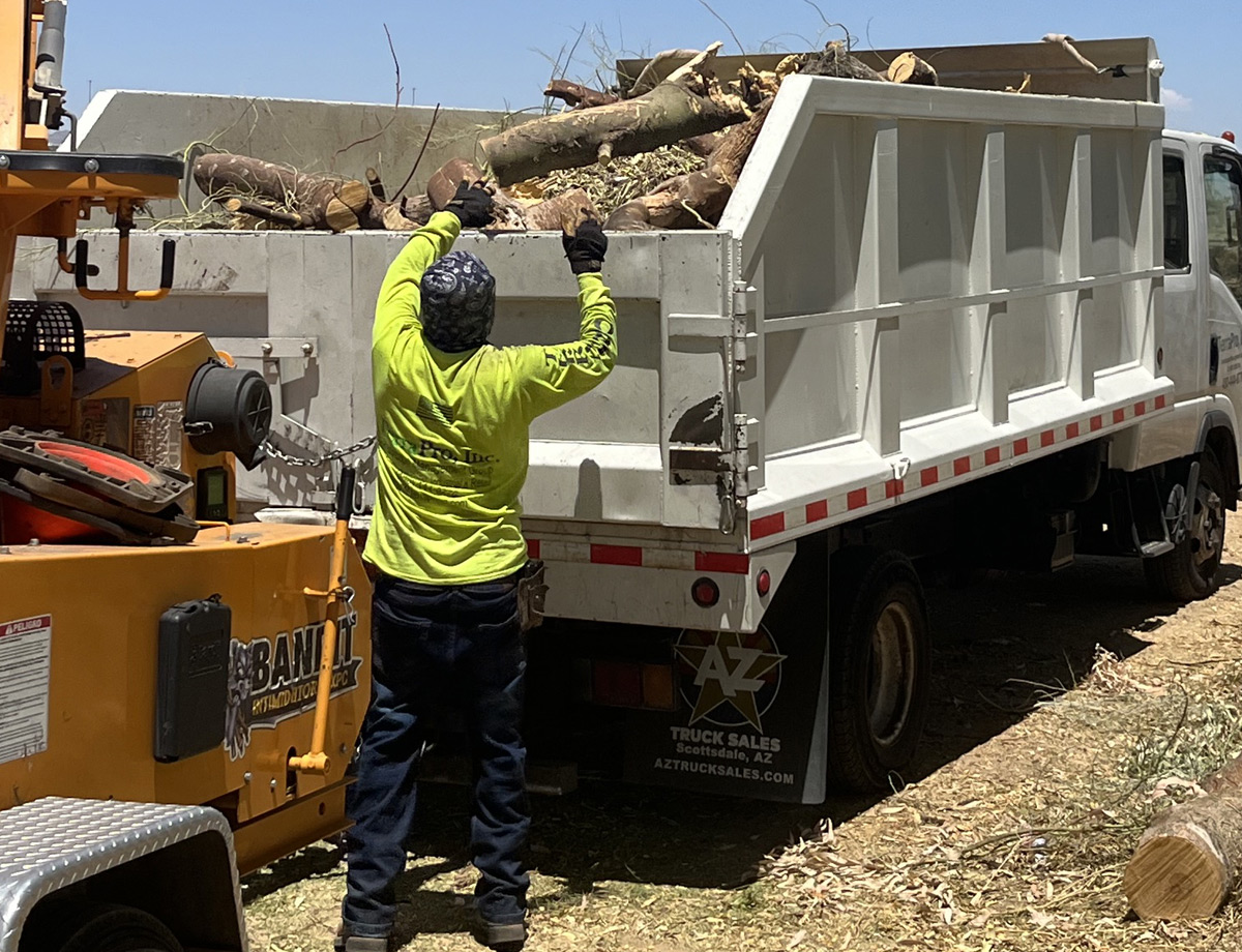 Crew member loading cut tree branches into a dump truck parked beside a wood chipper Crew member loading cut tree branches into a dump truck parked beside a wood chipper