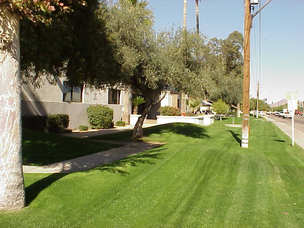 Mown lawn strip with mature shade trees running alongside a commercial building and drive Mown lawn strip with mature shade trees running alongside a commercial building and drive