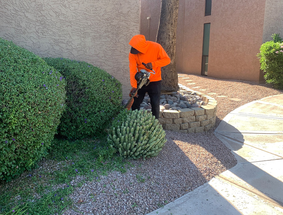 TerraPro crew member in orange trimming shrubs in a gravel bed beside a stucco wall TerraPro crew member in orange trimming shrubs in a gravel bed beside a stucco wall