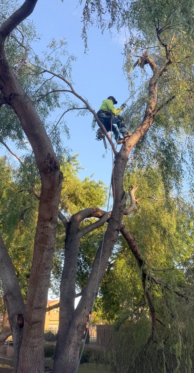 Arborist harnessed high in a mature mesquite canopy, pruning limbs above a community
