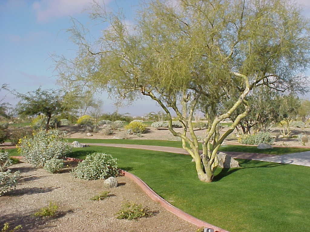 Desert planting bed at Las Sendas with a sculptural tree, low shrubs, and decorative gravel Desert planting bed at Las Sendas with a sculptural tree, low shrubs, and decorative gravel