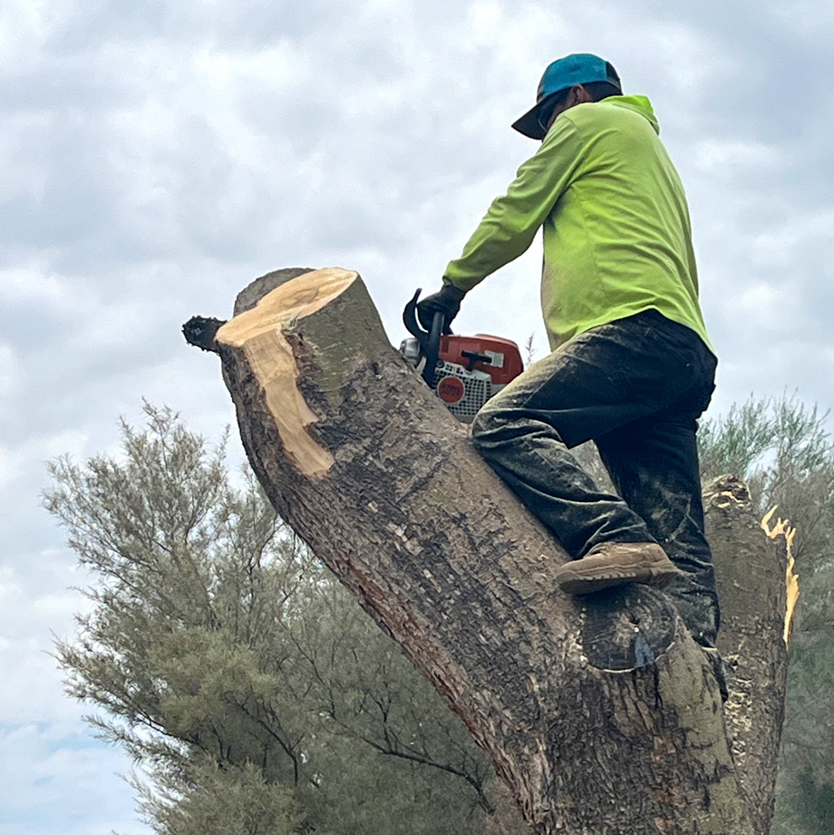 TerraPro crew member standing on a felled trunk, cutting it into sections with a chainsaw TerraPro crew member standing on a felled trunk, cutting it into sections with a chainsaw