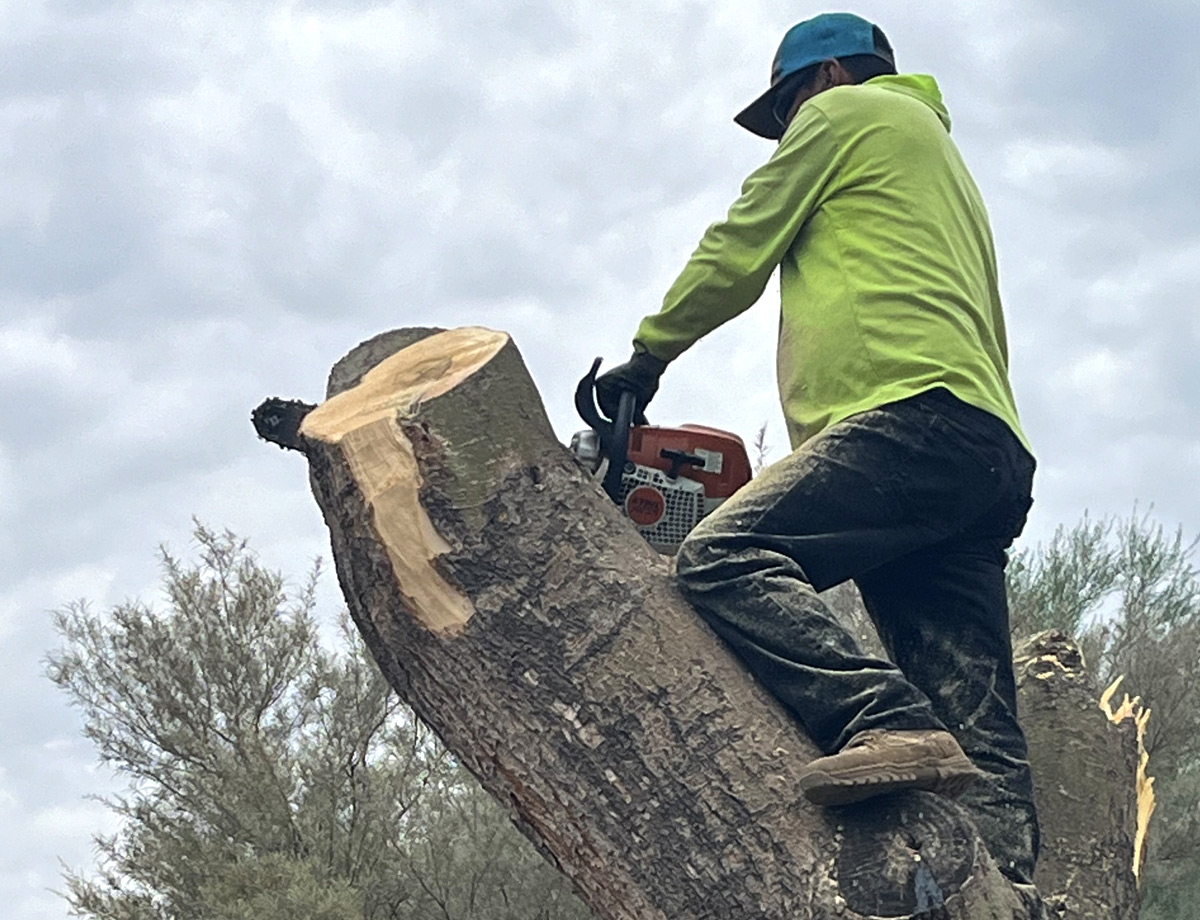 Crew member standing on a felled trunk, cutting it into sections with a chainsaw Crew member standing on a felled trunk, cutting it into sections with a chainsaw