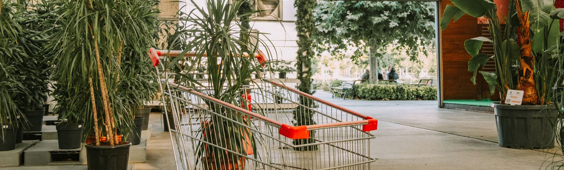Shopping carts and potted plants lined up outside a shaded retail storefront entrance Shopping carts and potted plants lined up outside a shaded retail storefront entrance