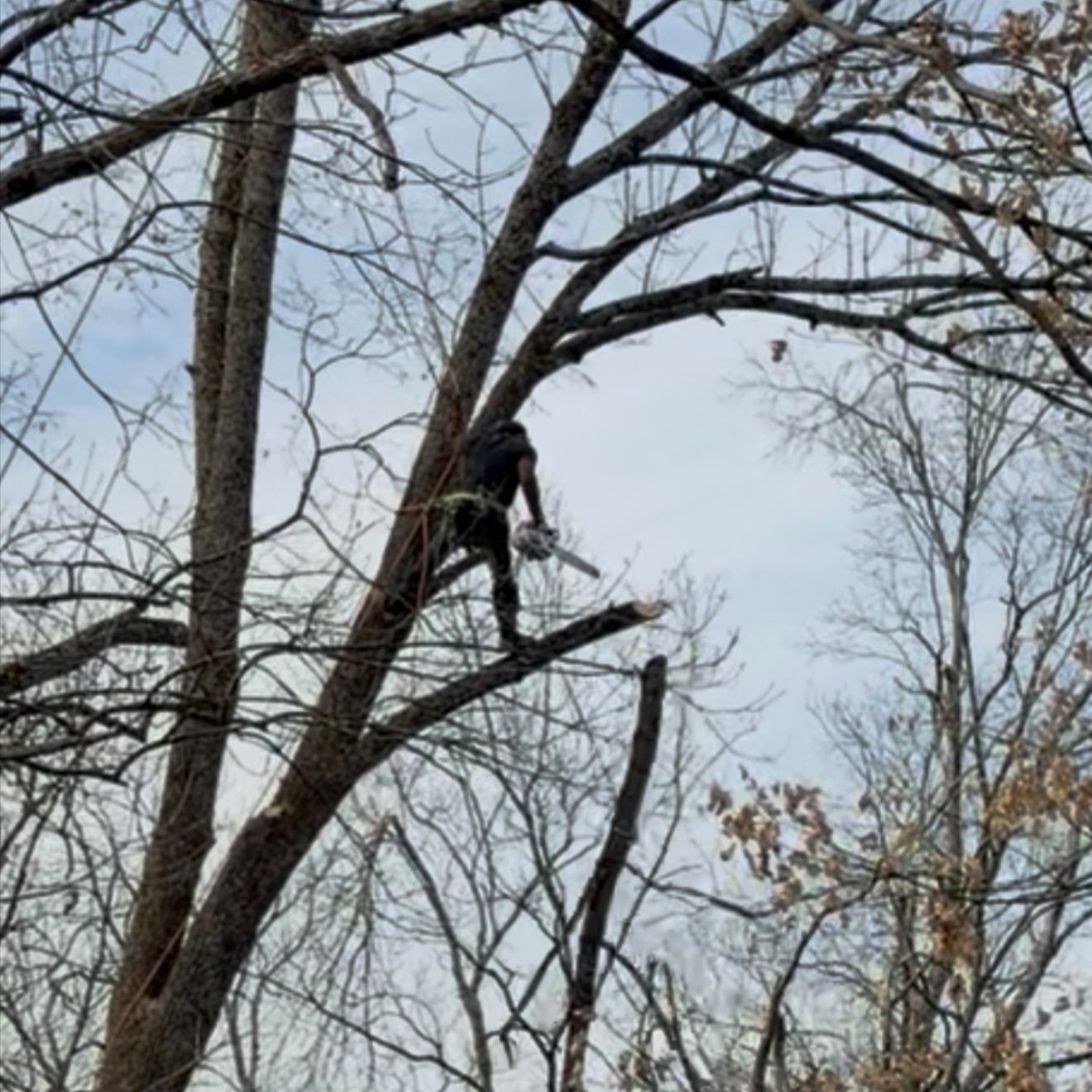 Josh Martin Tree Service in Arrington, TN