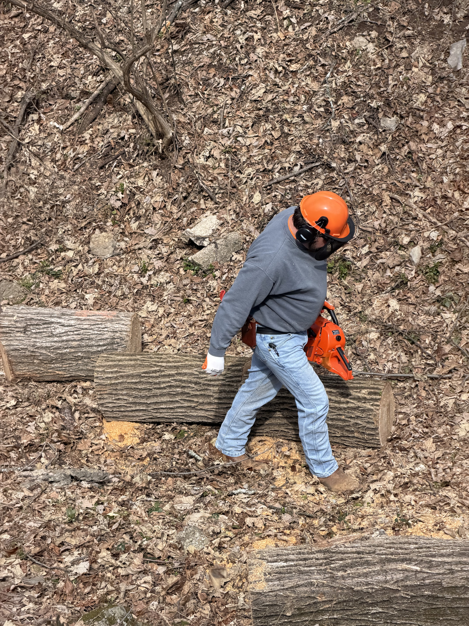Tree removal services in Franklin, TN