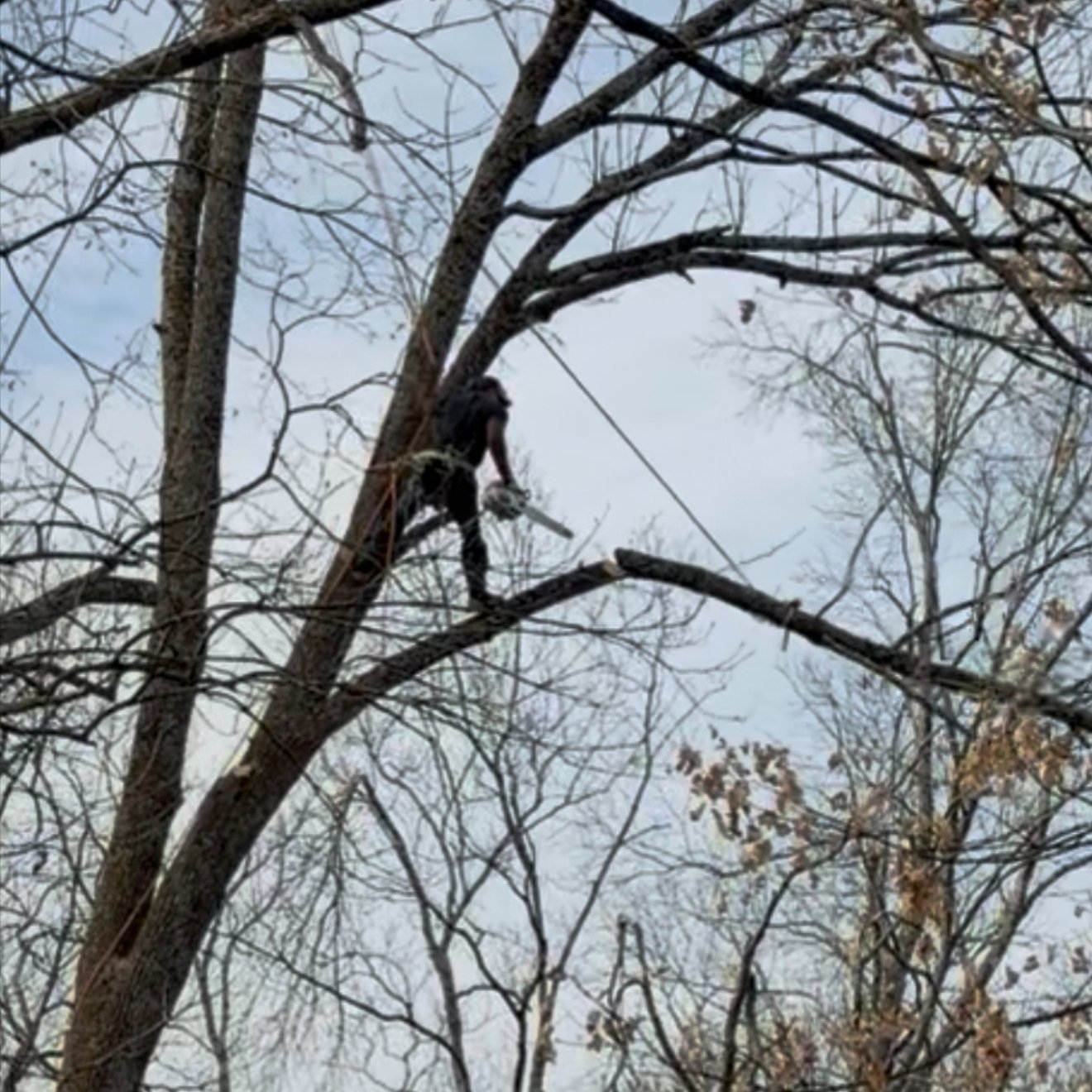 Professional s tree thinning in Franklin, TN