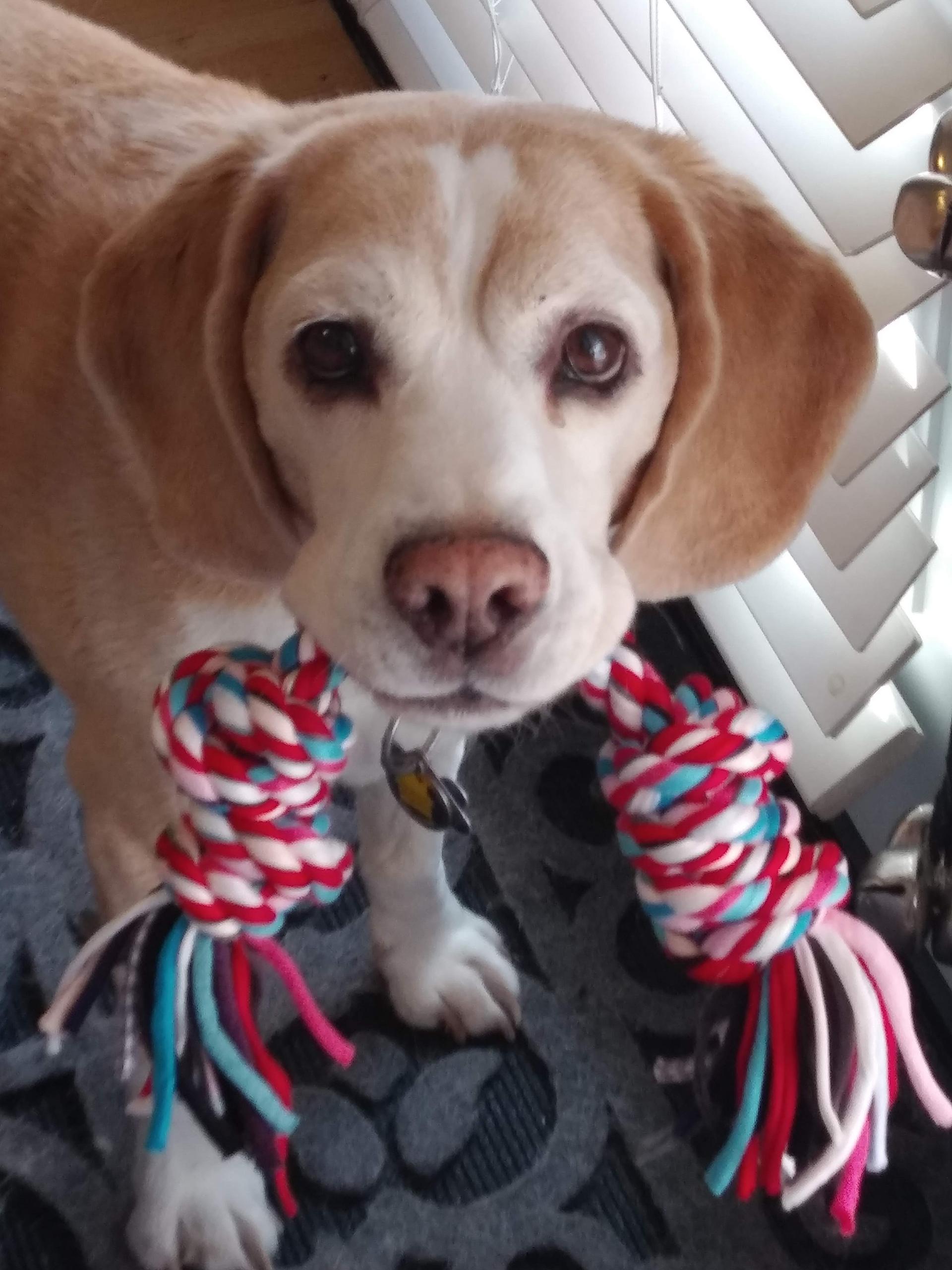 Beagle puppy standing on carpet next to two colorful rope chew toys Beagle puppy standing on carpet next to two colorful rope chew toys
