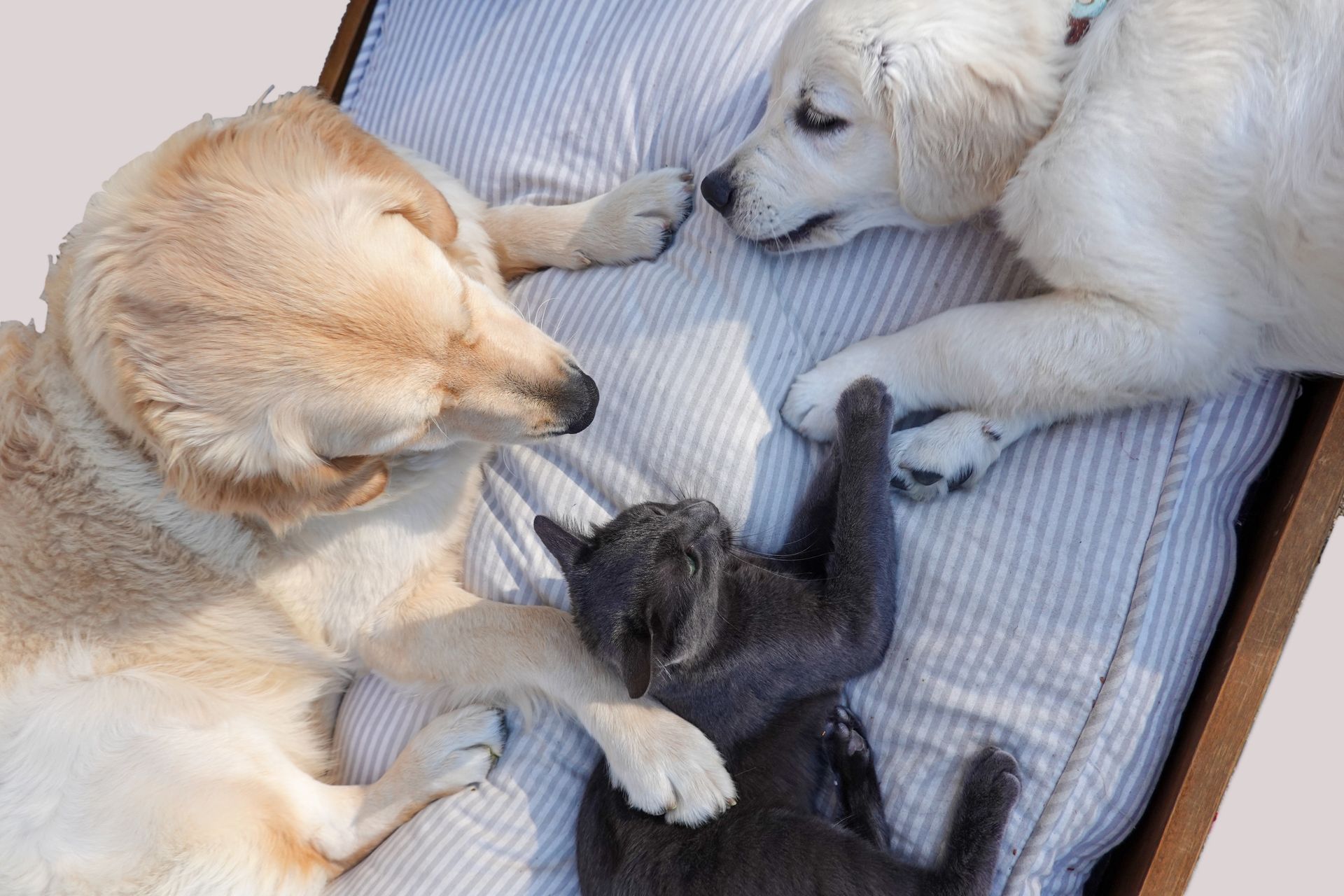 Two golden retrievers and a gray kitten resting together on a striped cushioned bed Two golden retrievers and a gray kitten resting together on a striped cushioned bed
