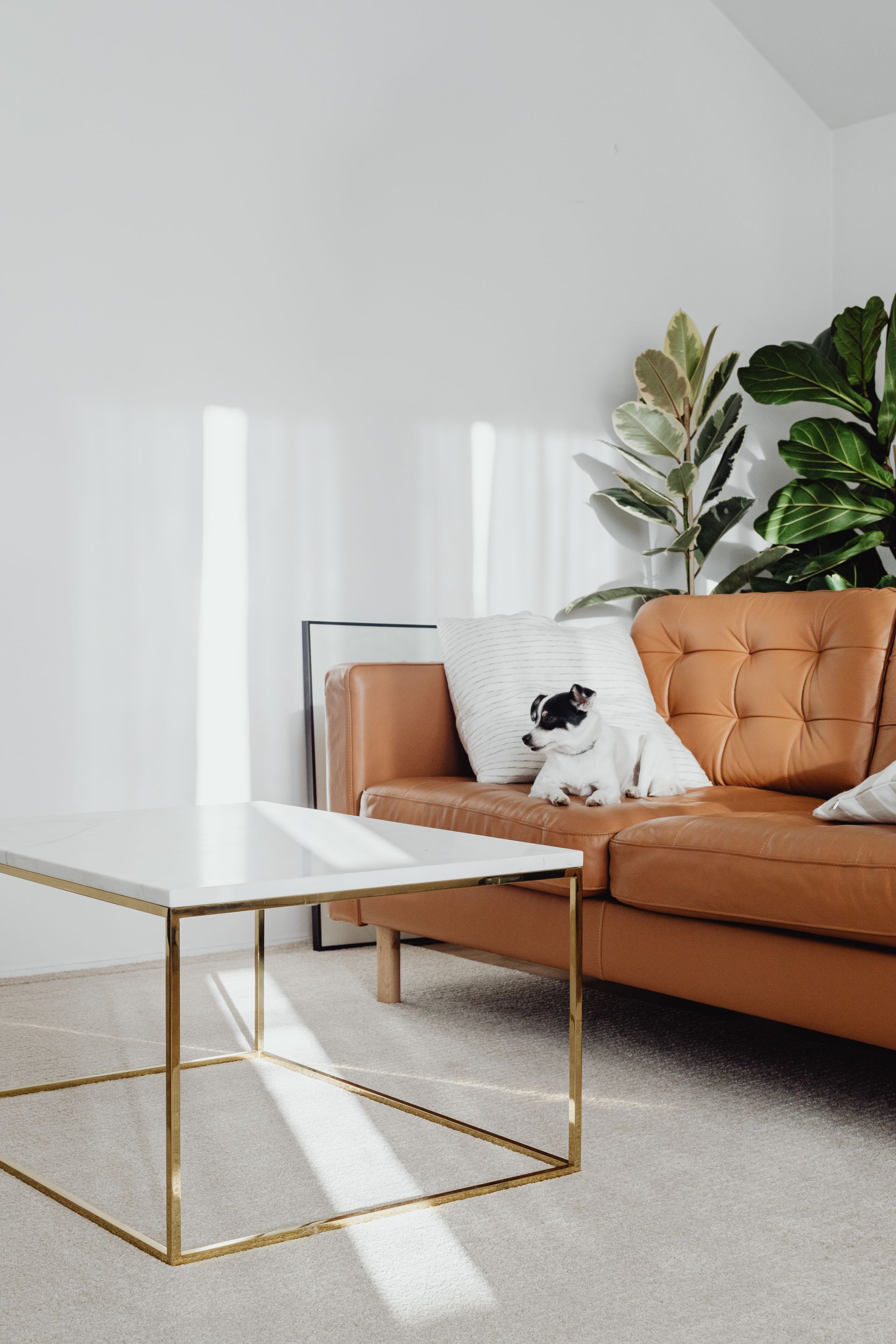 Living room with clean carpet flooring, a tan sofa, gold-framed coffee table, and a cat relaxing on the couch