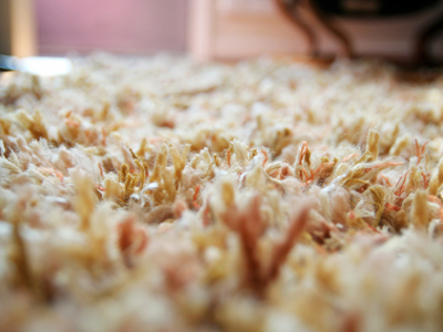 Professional carpet, tile, and upholstery cleaning for Seattle homes using eco-friendly, family-safe products and expert care