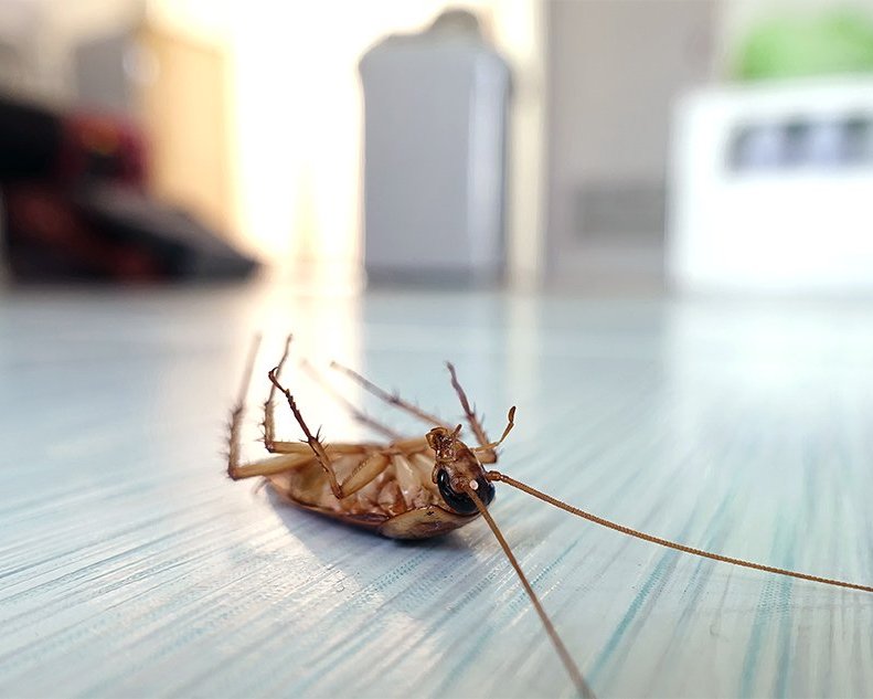 Montgomery, AL pest, termite & mosquito control for homes, businesses & municipal properties. Serving Tallassee & Jackson’s Gap. Free estimates. | Red Flag Pest Control
