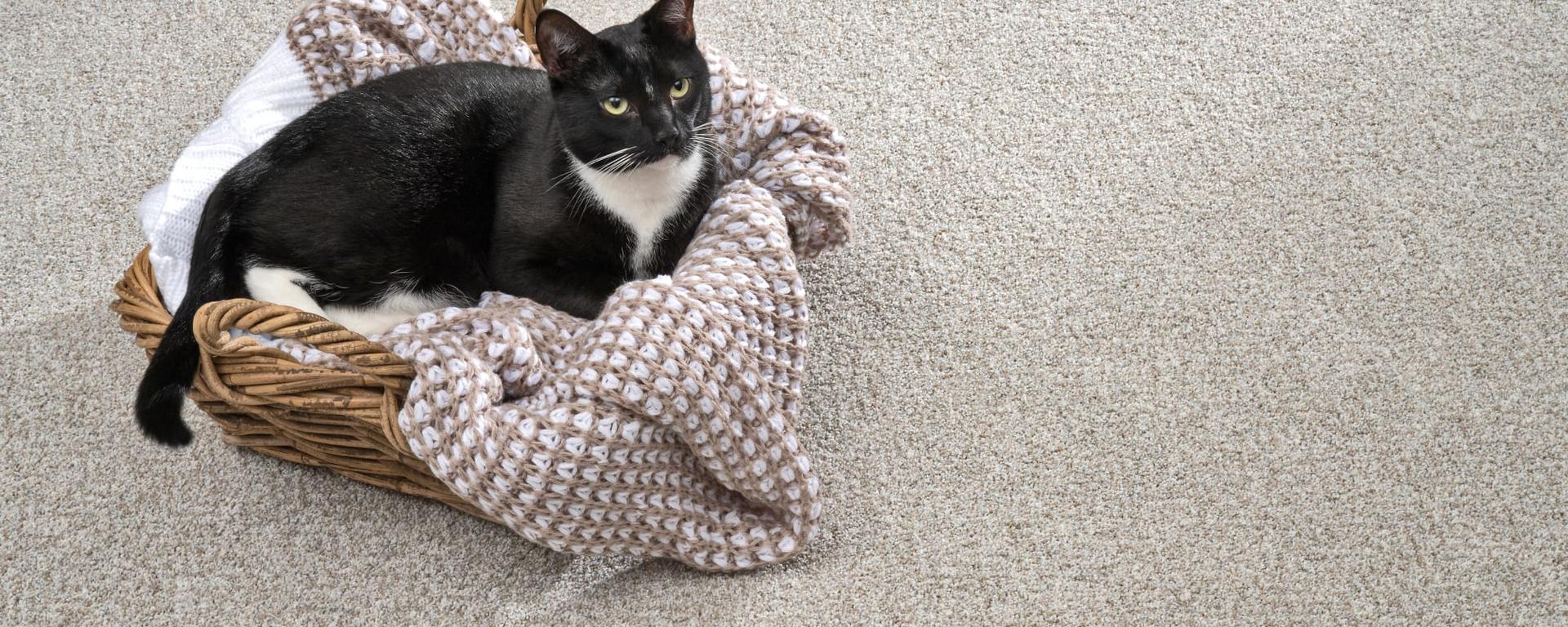 a cat lying on a blanket