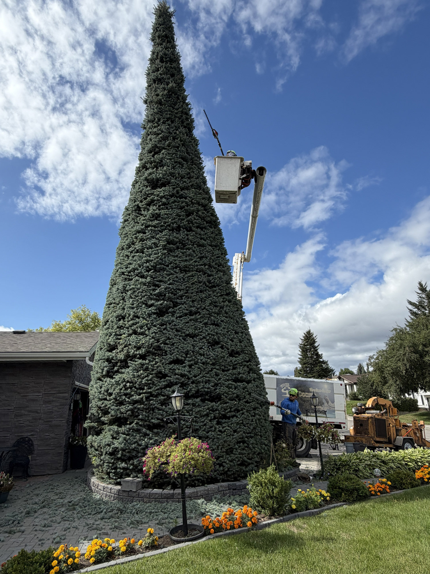 a tree being trimmed into a conical shape