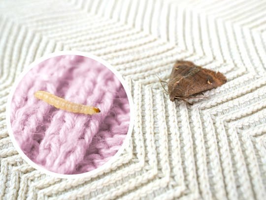 Clothes moth and its larva on a cream wool rug, magnified to show early fiber damage