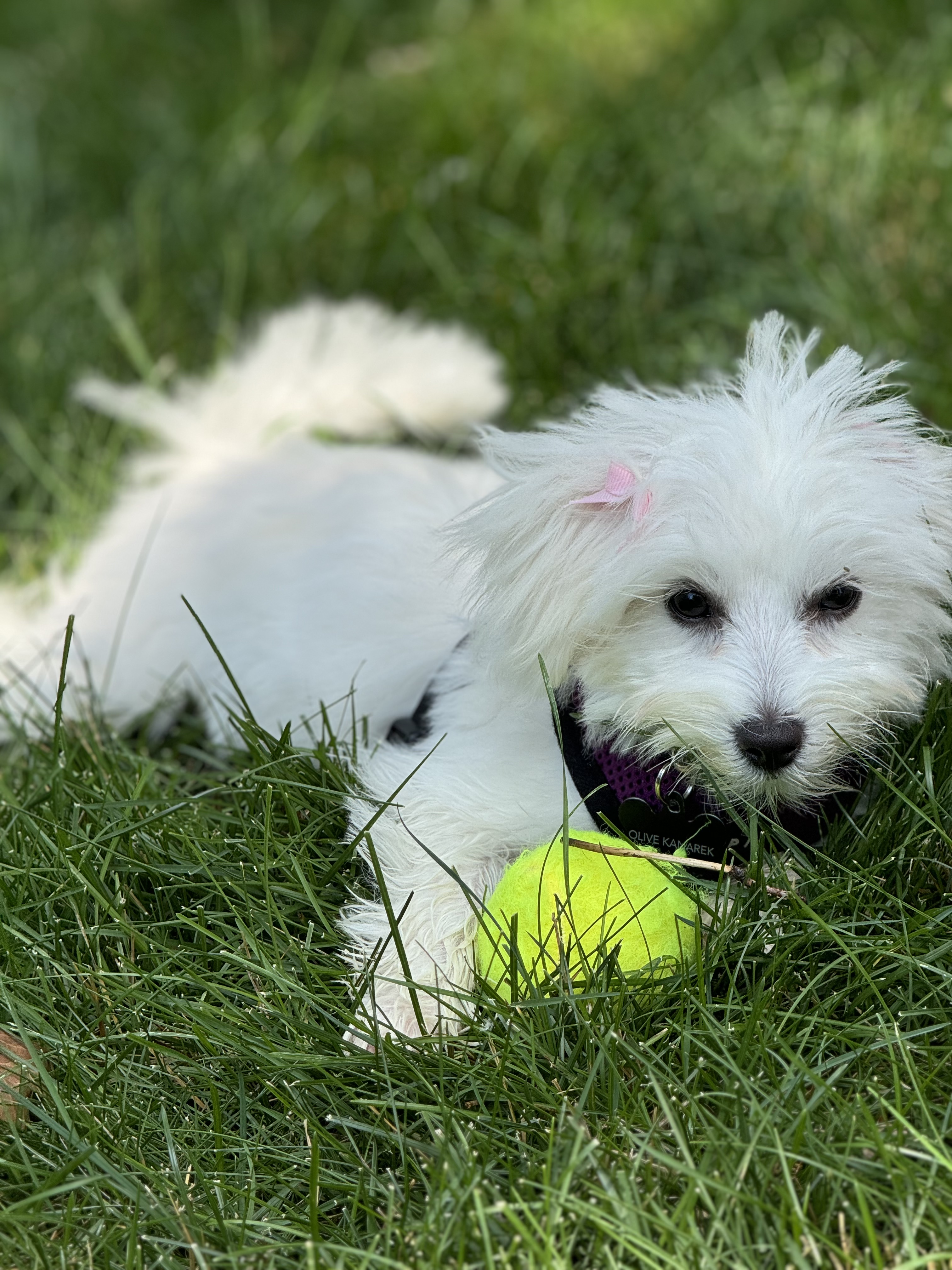 Pet stain and odor removal Services in Northbrook, IL